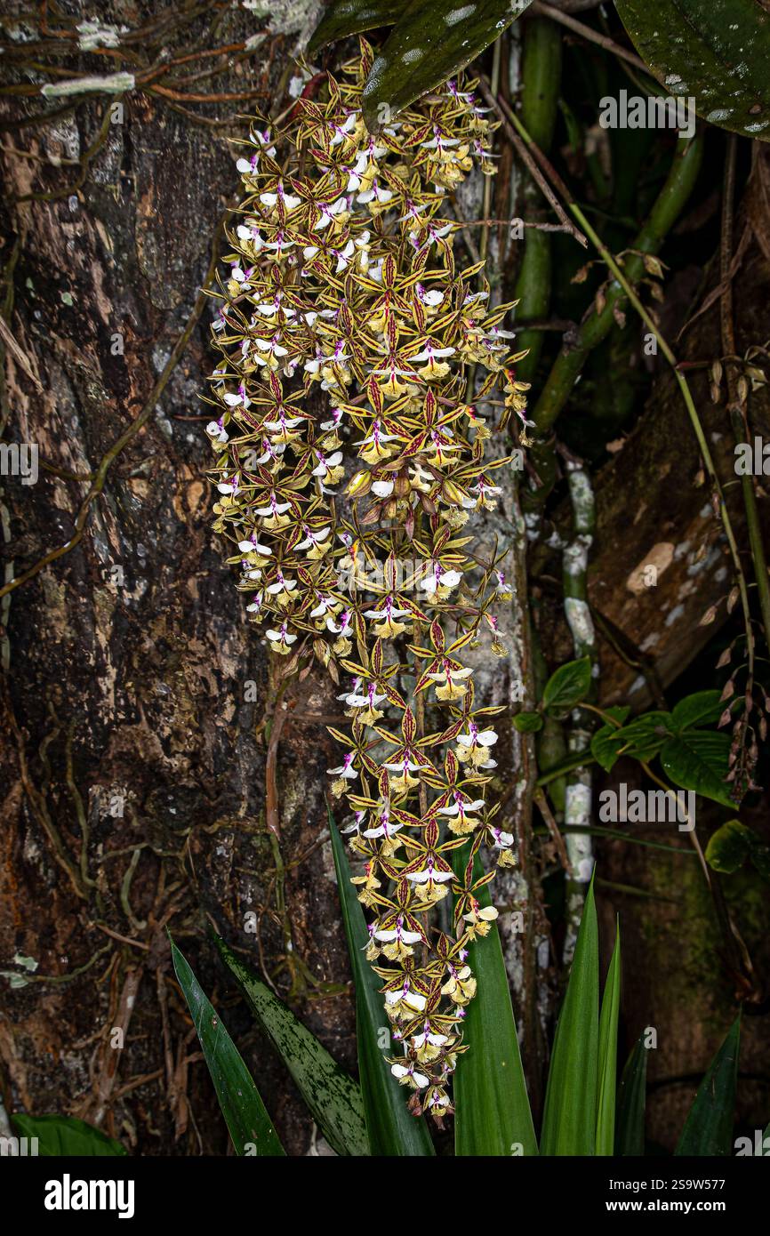 Encyclia Orchideenbild in Panama Stockfoto