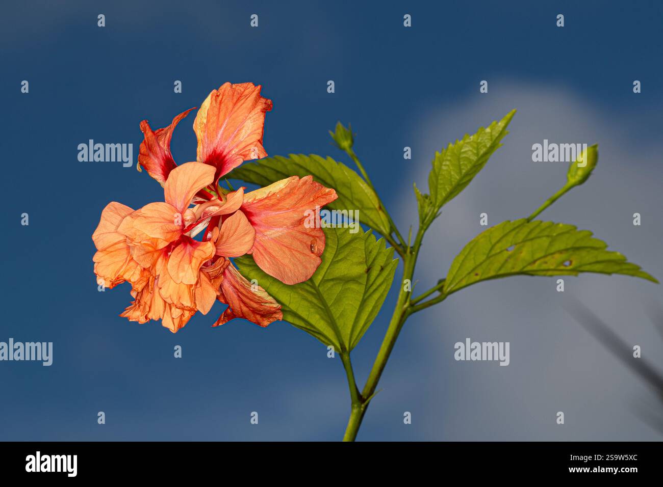 Orange Hibiskusblume blauer Himmel Hintergrund Stockfoto