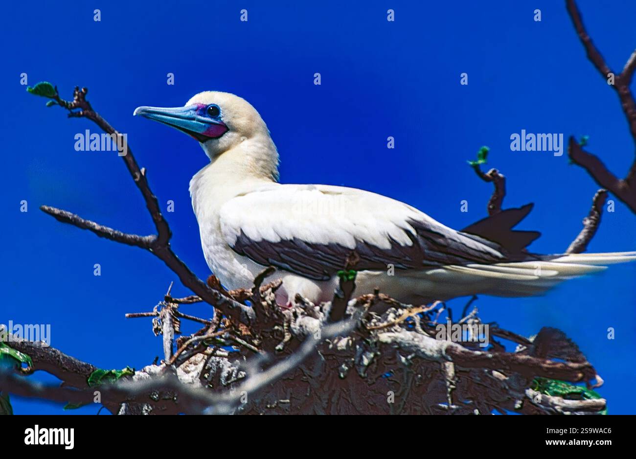 Rotfuß-Booby (Sula sula, leichte Morph) nistet auf Bird's Island, Fidschi. Stockfoto