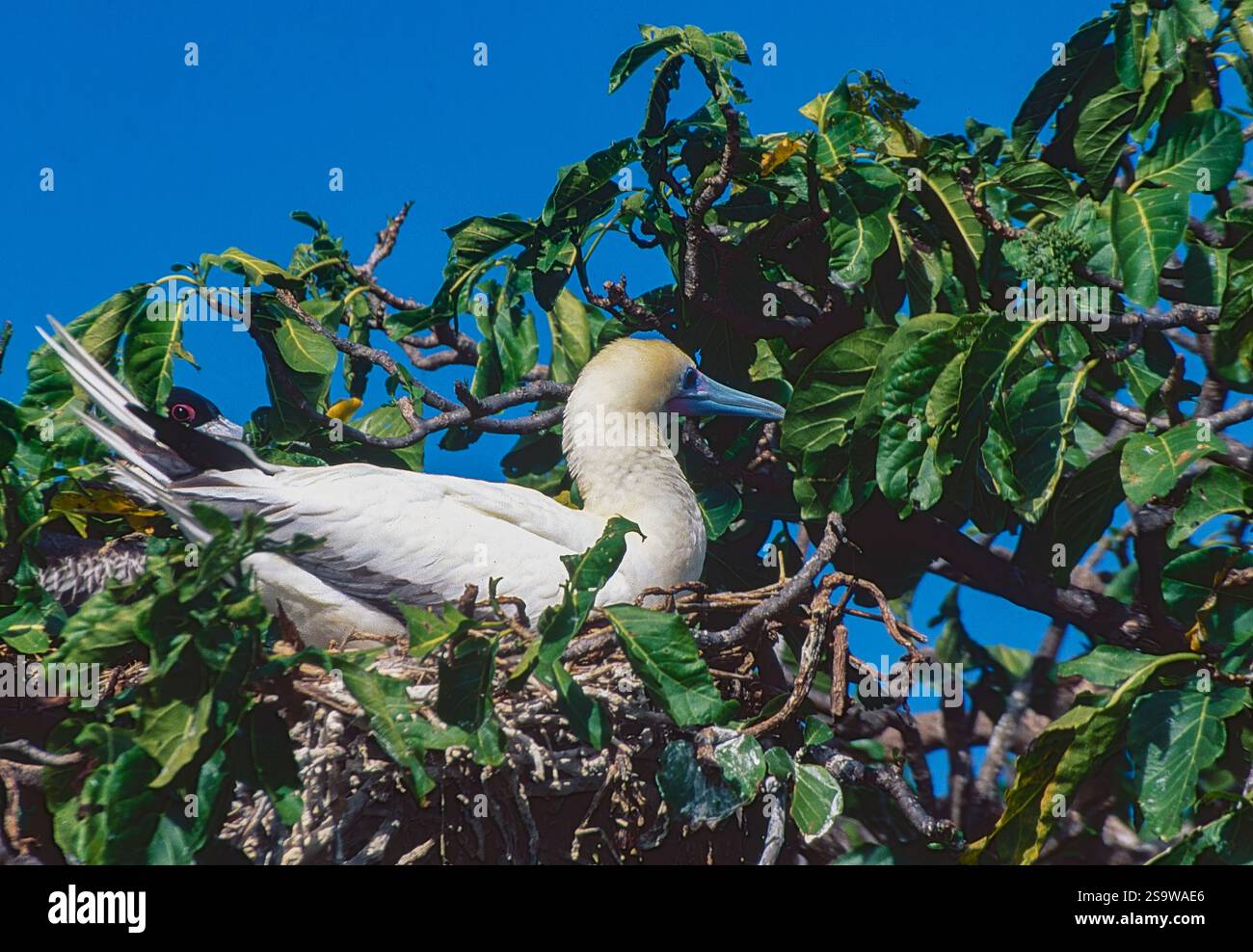 Rotfuß-Booby (Sula sula, leichte Morph) nistet auf Bird's Island, Fidschi. Stockfoto