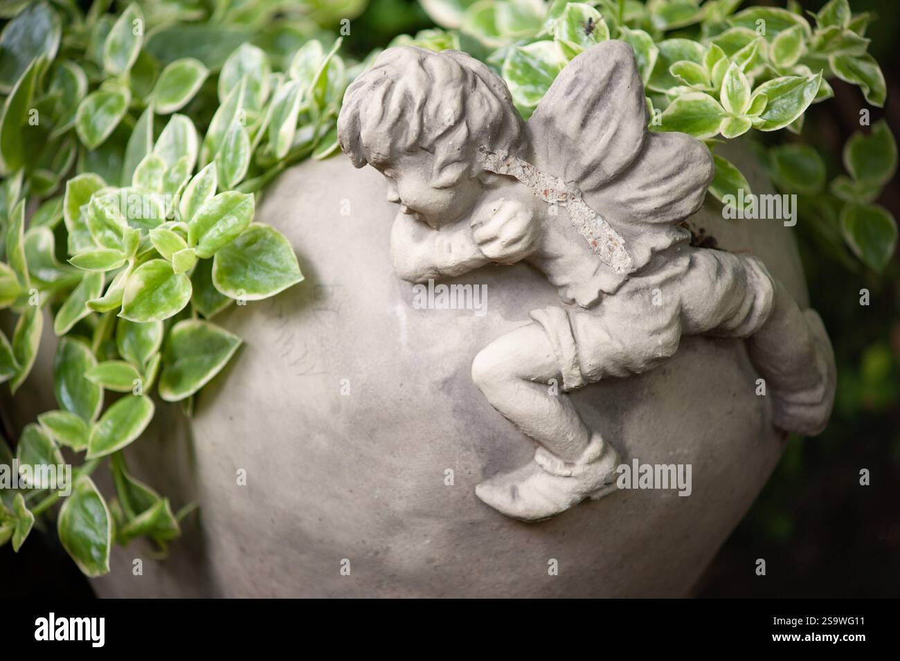 Steinengel Figur mit Pflanzen auf einem Topf Stockfoto