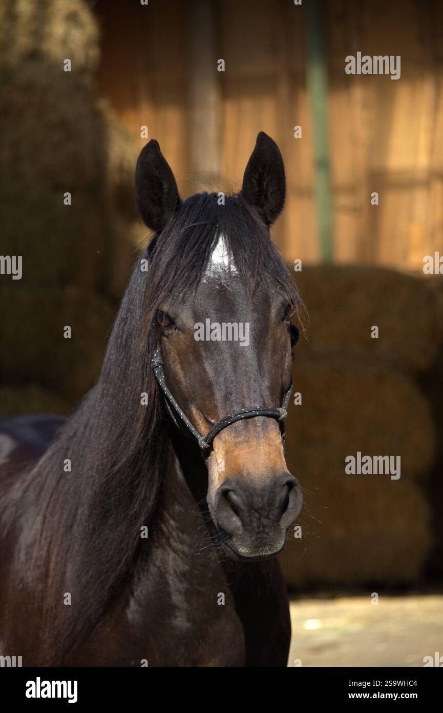 spanisches Pferd, andalusische Lusitano-Rasse. Gesicht frontales Porträt Stockfoto