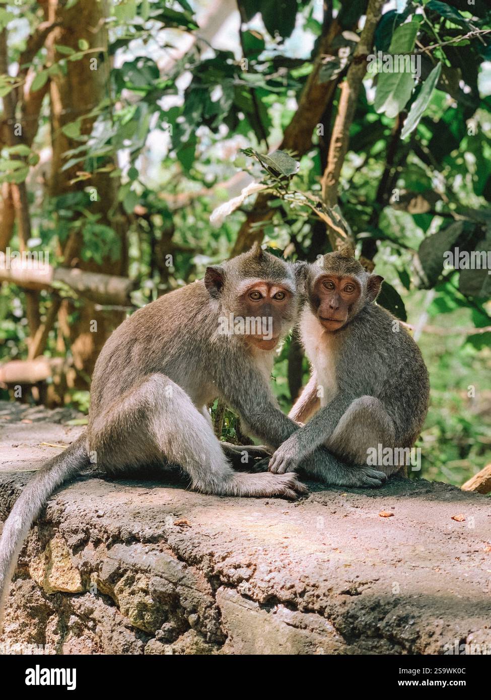 Bezauberndes Foto von Affen in Bali, aufgenommen in ihrem natürlichen Lebensraum inmitten üppiger Vegetation. Stockfoto