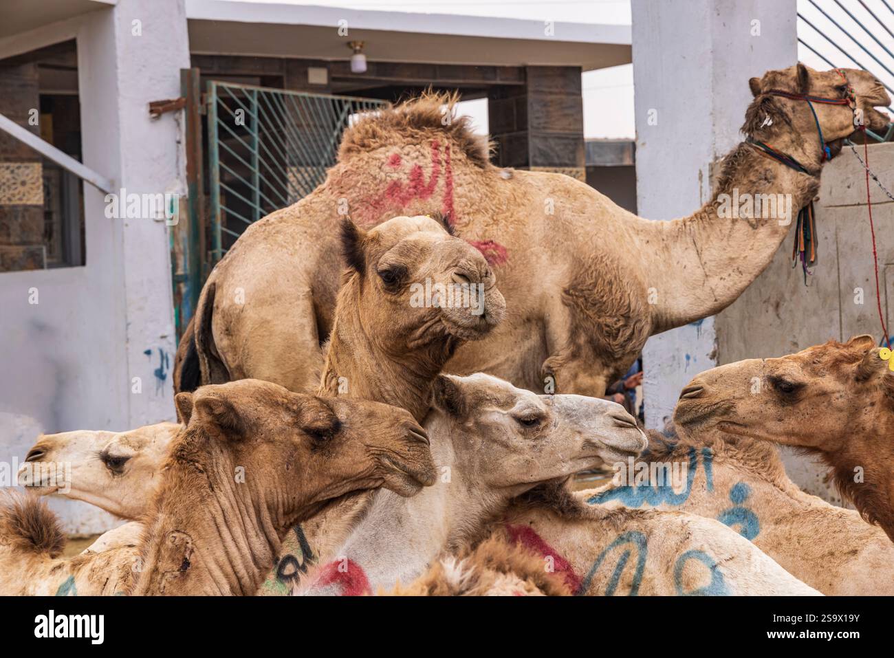 Birqash, Kairo, Ägypten. Kamele zum Verkauf auf dem Birqash Kamelmarkt außerhalb von Kairo. Stockfoto