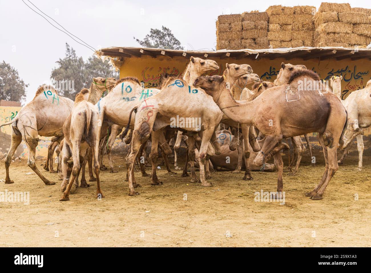 Birqash, Kairo, Ägypten. Kamele zum Verkauf auf dem Birqash Kamelmarkt außerhalb von Kairo. Stockfoto