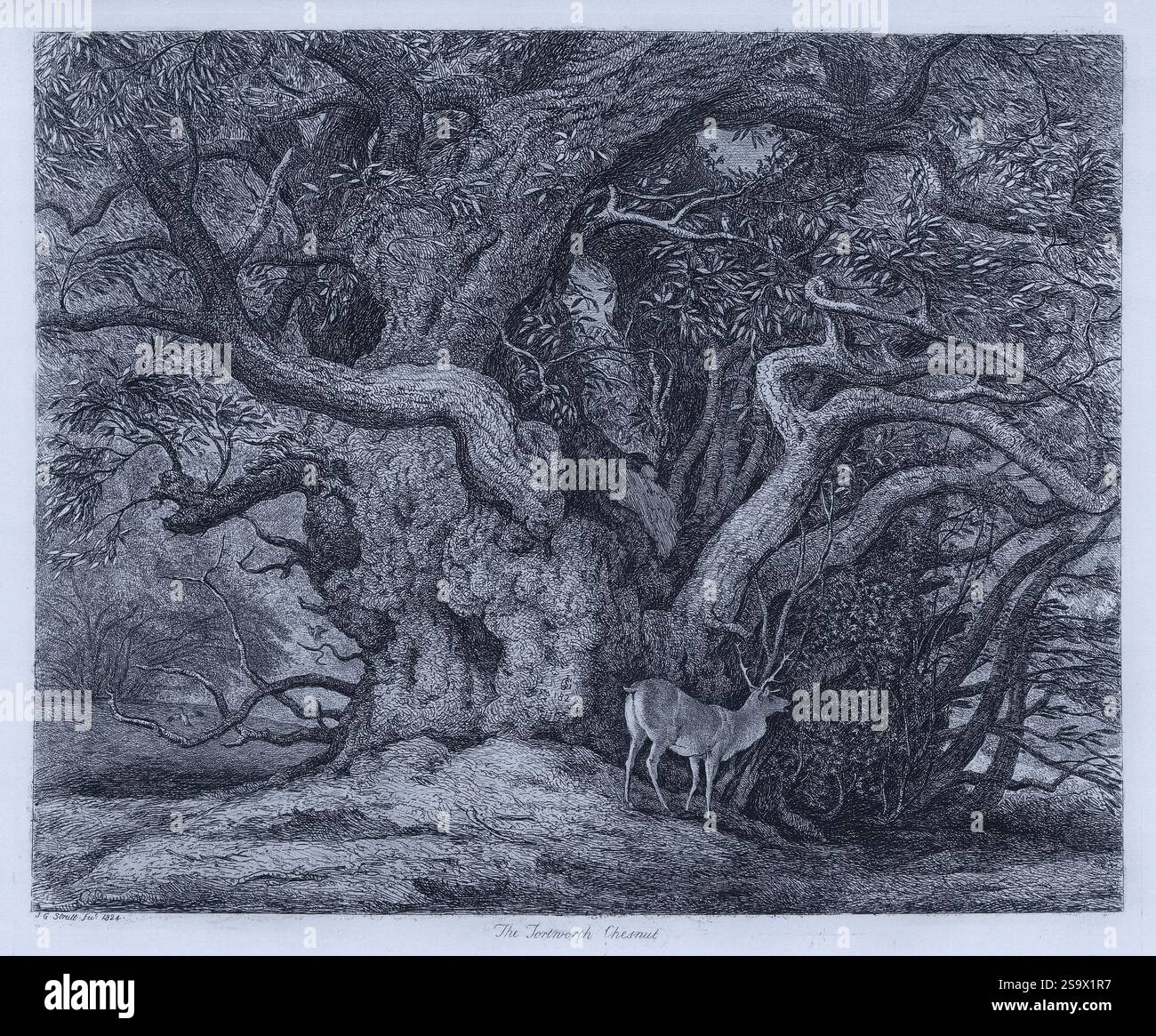 Die Tortworth-Kastanie. Blick auf eine alte Kastanie (1.000 Jahre alt in den 1800er Jahren) mit einem bemerkenswert breiten Stamm, der von einem Wanderhirsch besucht wird. Veröffentlicht 1826. Stockfoto