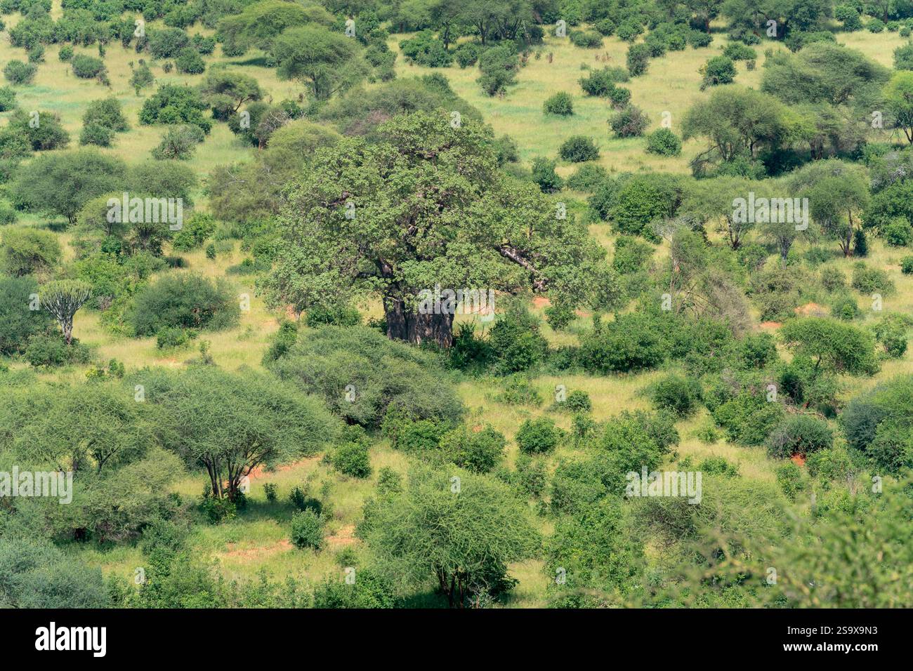 Afrika, Tansania. Ausblicke im Tarangire Nationalpark. Stockfoto