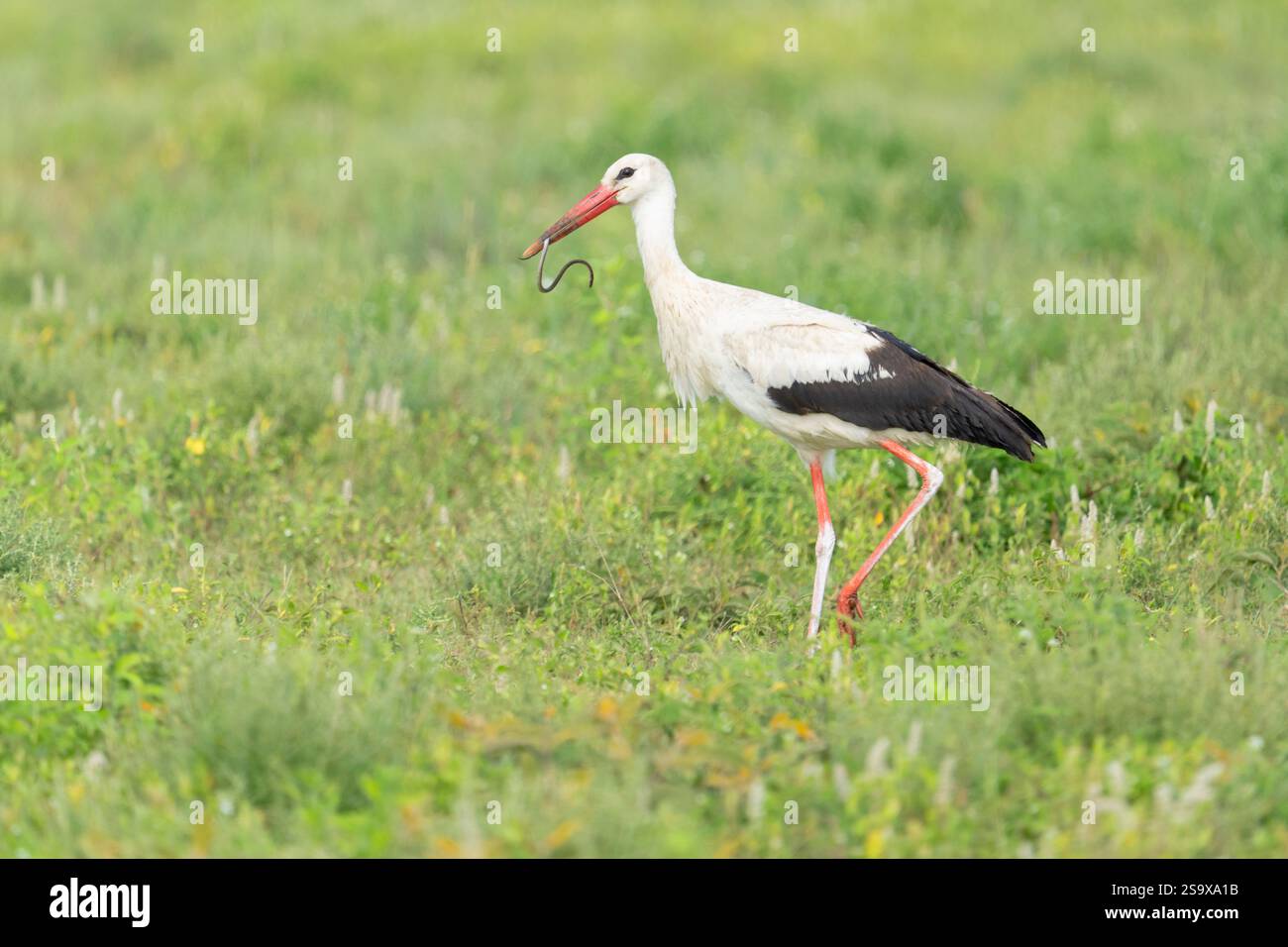 Afrika, Tansania. Ein Weißstorch läuft mit einer kleinen Grasschlange auf dem Schein. Stockfoto
