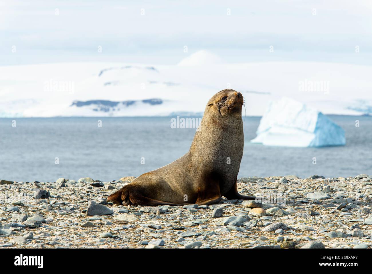 Half Moon Island, Antarktis. Ein Seelöwe an der Küste auf Half Moon Island. Stockfoto