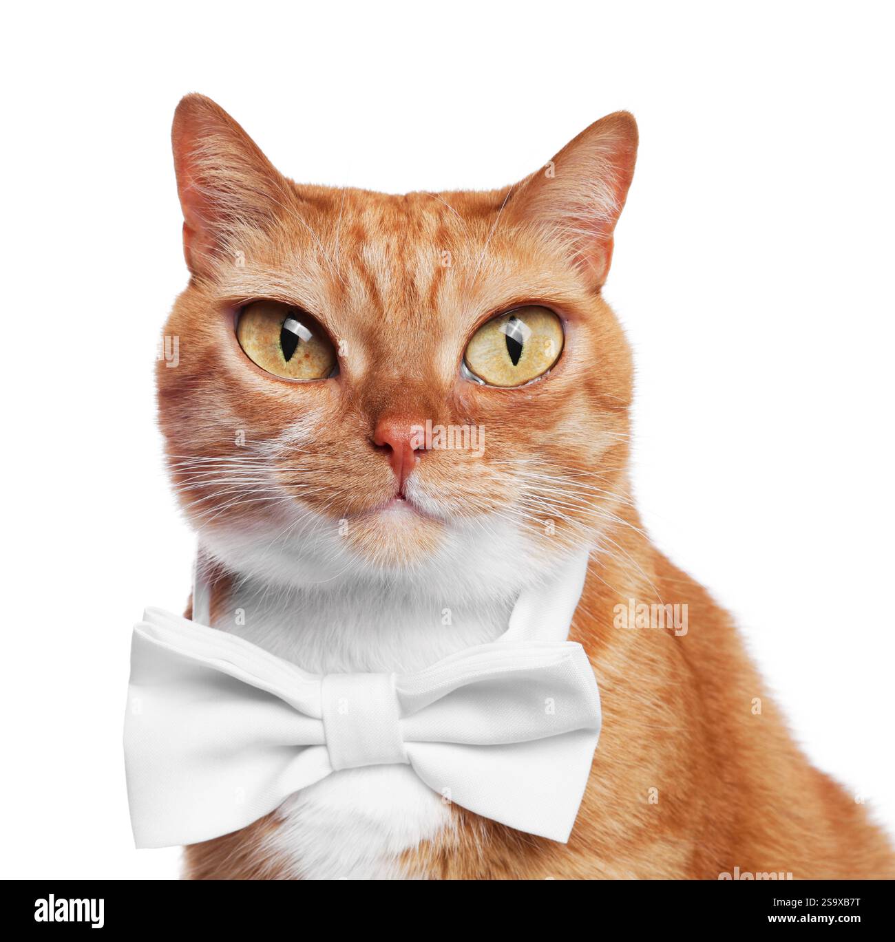 Entzückende Katze mit großen Augen auf weißem Hintergrund. Niedliches Haustier Stockfoto
