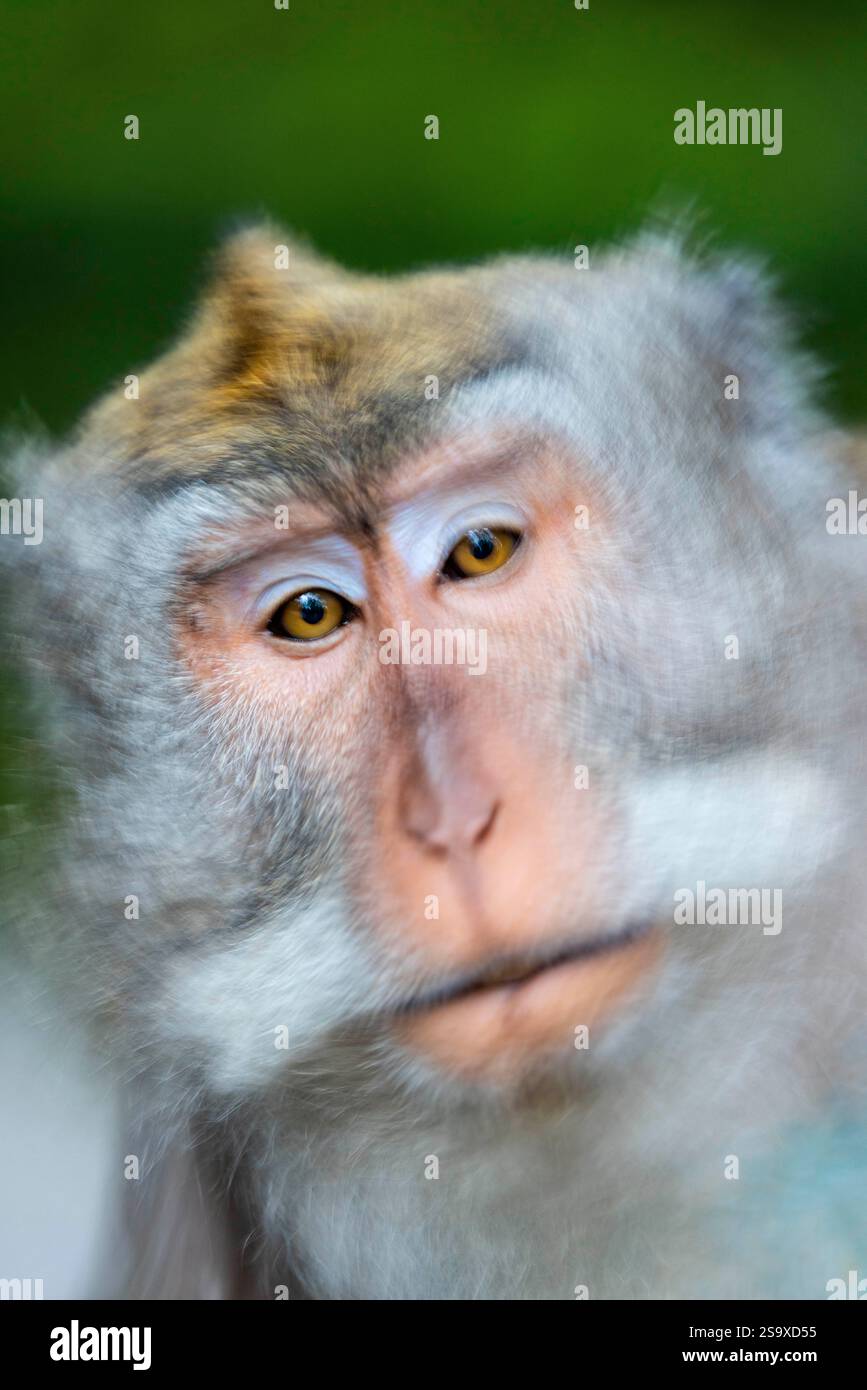 Makakenaffen im Affenwald, Ubud, Bali, Indonesien Stockfoto