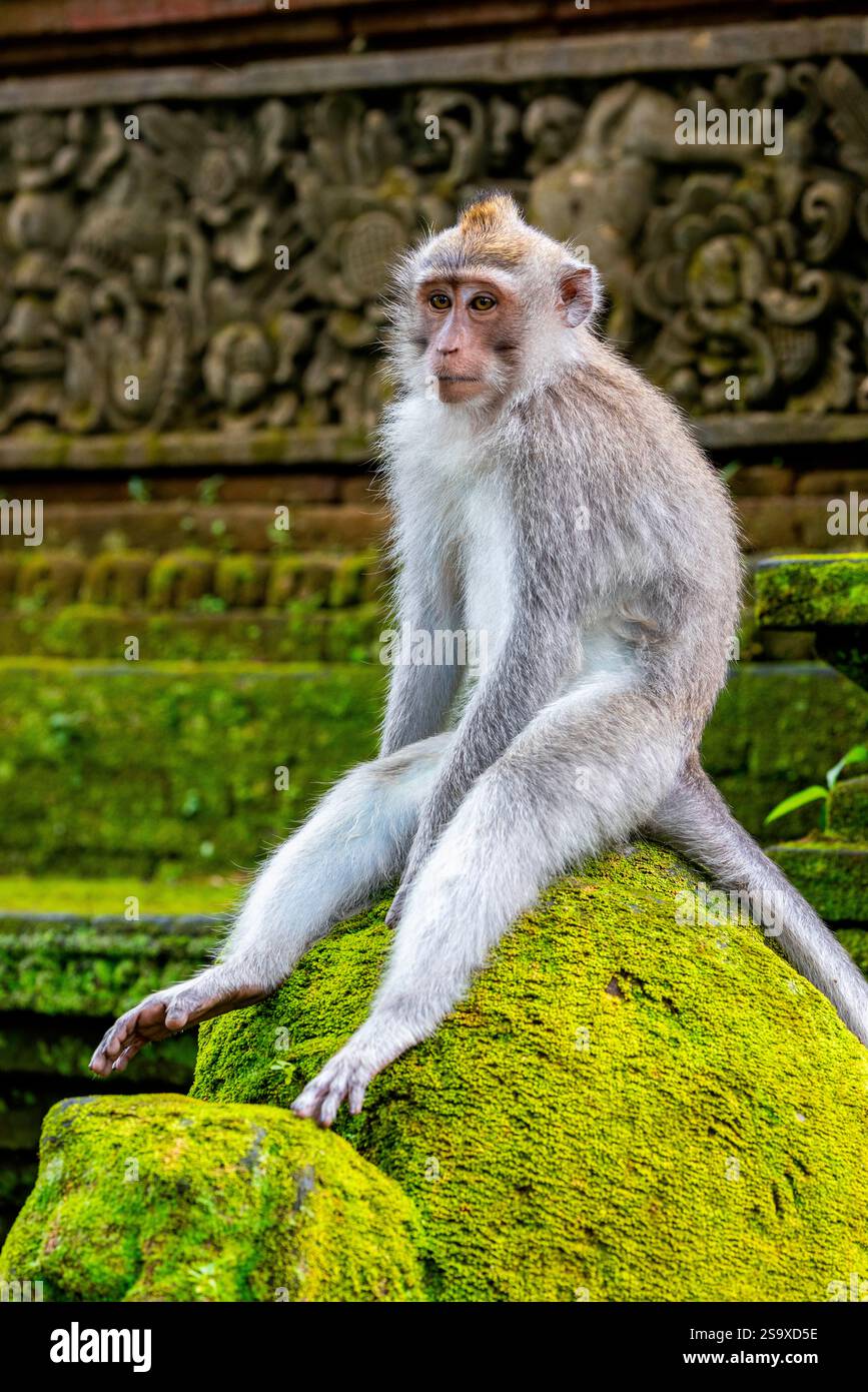 Makakenaffen im Affenwald, Ubud, Bali, Indonesien Stockfoto