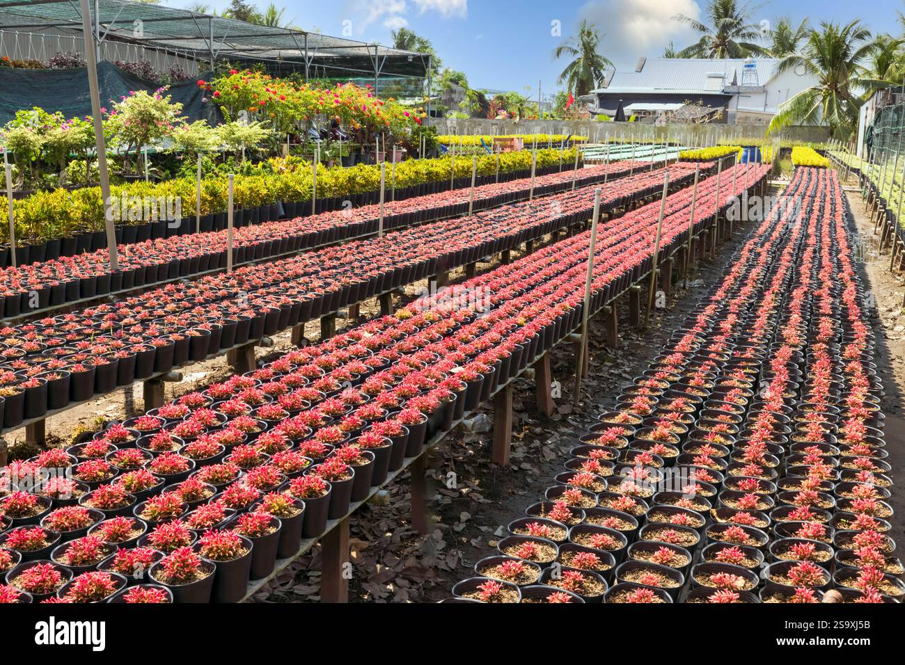 Vietnam. Blumenzucht bereit für Verkauf und Neujahrsfeier. Stockfoto