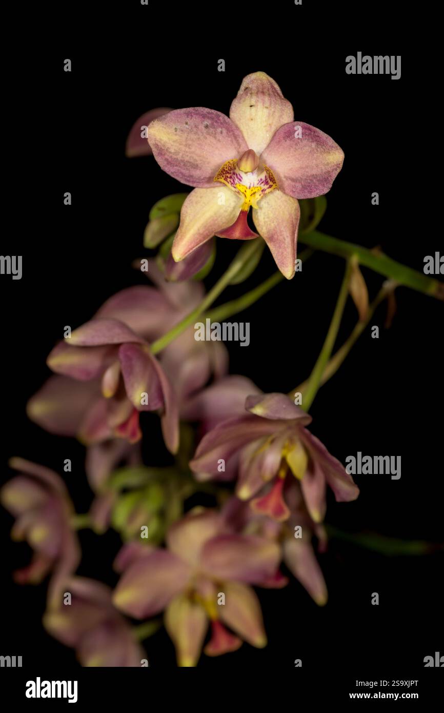 Kuba ist für viele Arten von wunderschönen Orchideen bekannt. Stockfoto