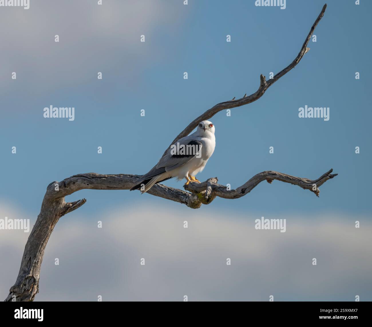 Schwarzer Drachen mit Schultern, der auf einem toten Baum mit einem isolierten pastellfarbenen Himmel thront. Rote Augen, gelbe Beine und Füße. Ländliches Queensland. Stockfoto