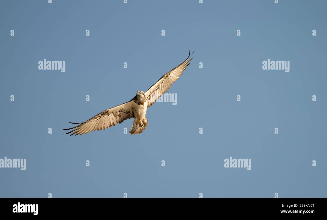 Der Eastern Osprey ( Pandioncristatus ) ist ein mittelgroßer fischfressender Greifvogel mit langen, schmalen, abgewinkelten Federn, die einen Finger-Look verleihen. Stockfoto