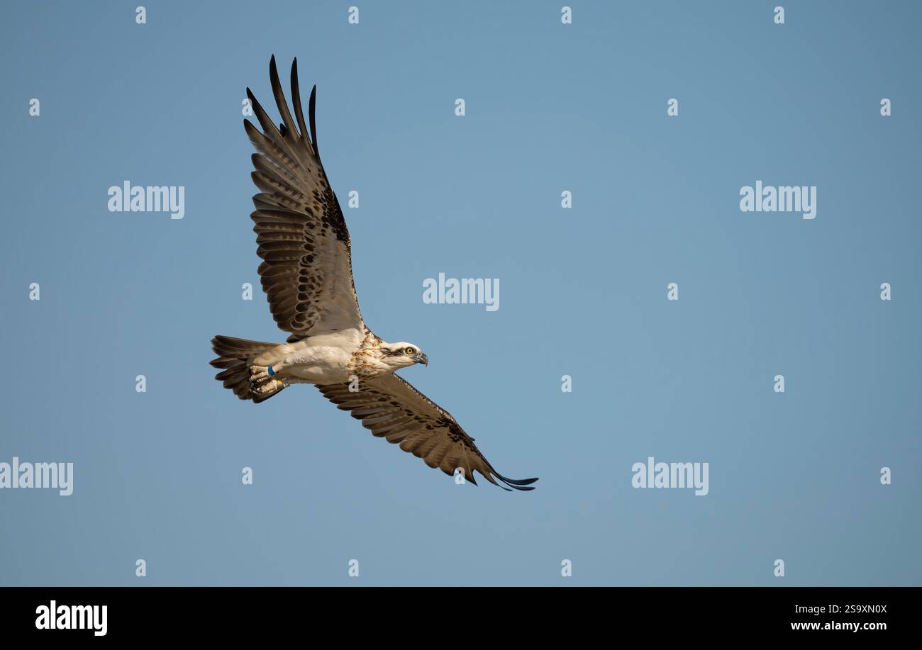 Der Eastern Osprey ( Pandioncristatus ) ist ein mittelgroßer fischfressender Greifvogel mit langen, schmalen, abgewinkelten Federn, die einen Finger-Look verleihen. Stockfoto