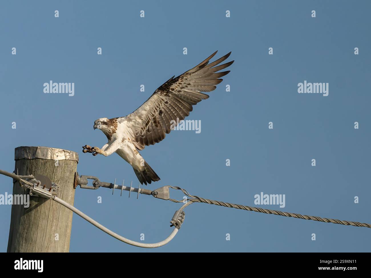 Der Eastern Osprey (Pandioncristatus) ist ein mittelgroßer, fischfressender Greifvogel mit langen, schmalen, abgewinkelten Federn, die einen Finger-Look verleihen. Stockfoto