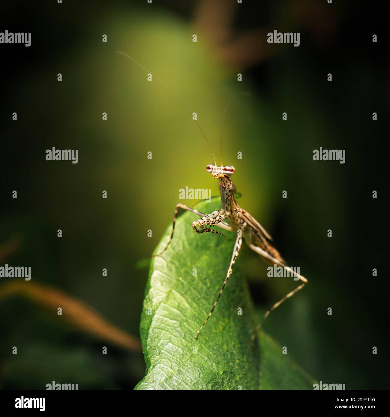 Osten Tree Die Eastern Tree-Running Mantis, auch Ciulfina biseriata genannt, ist ...