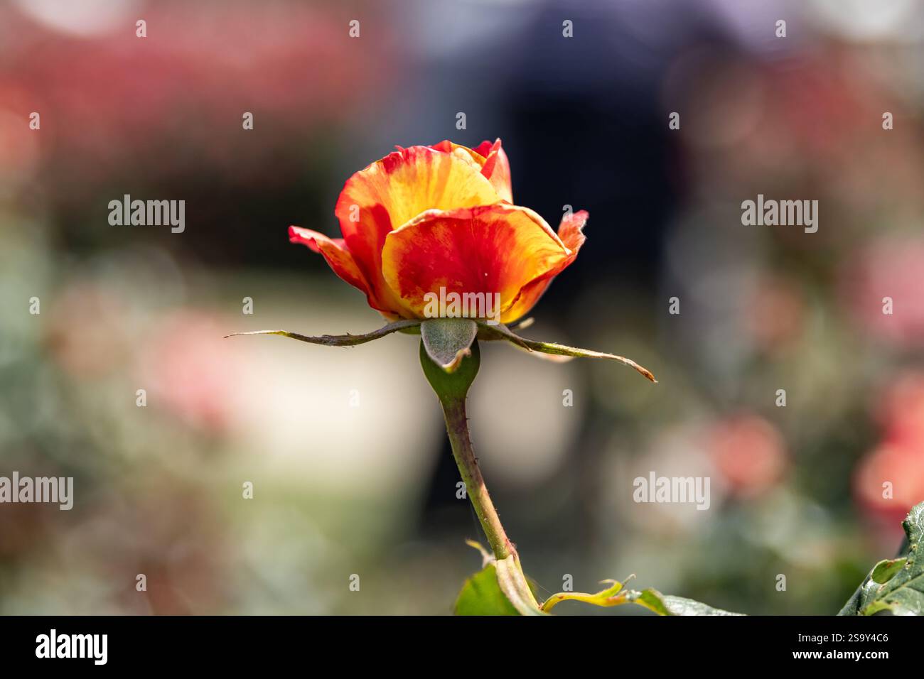 Einzelne Rosenknospe blüht in einer Blume im Rosengarten melbourne australien Stockfoto