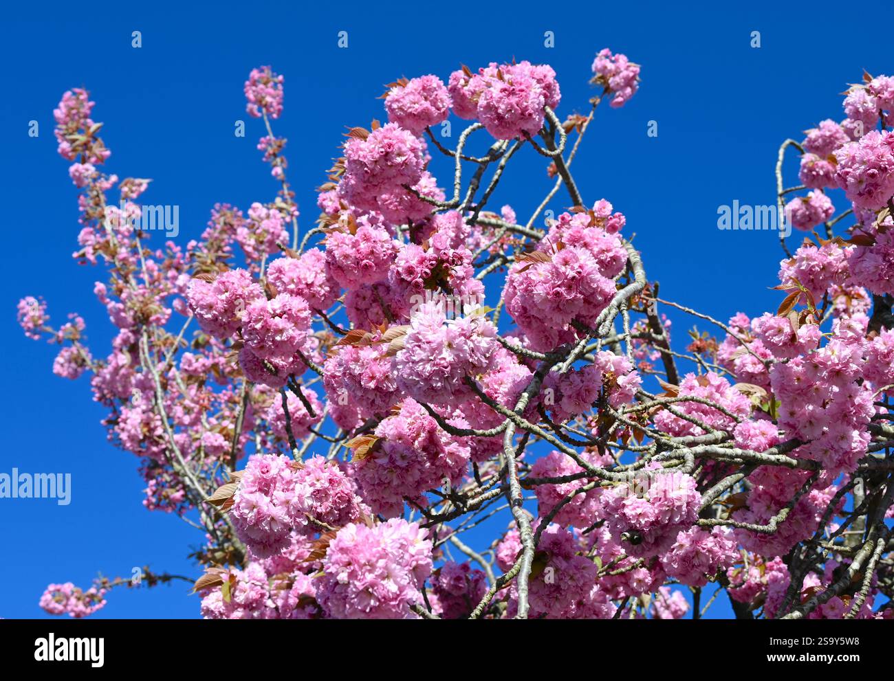 Blühender Baum mit großen rosa Blumen auf blauem Himmel Hintergrund. Stockfoto