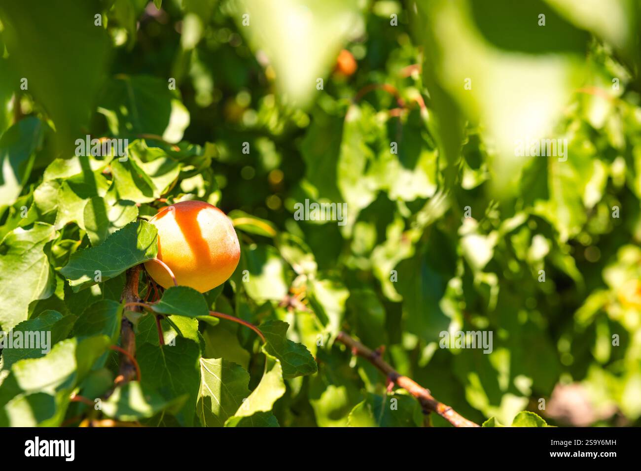Reife Aprikose auf dem Baum im Fokus. Foto des Agrarkonzepts. Selektiver Fokus. Stockfoto