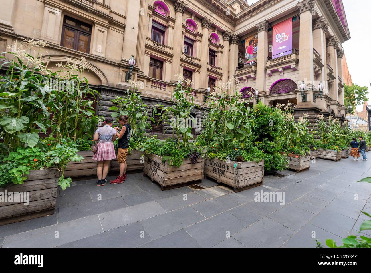 Pflanzkästen gefüllt mit Lebensmitteln; Gemüse, Kräuter und Blumen säumen die Straße in Melbourne, damit Passanten das Konzept „Urban Farming“ auswählen können Stockfoto