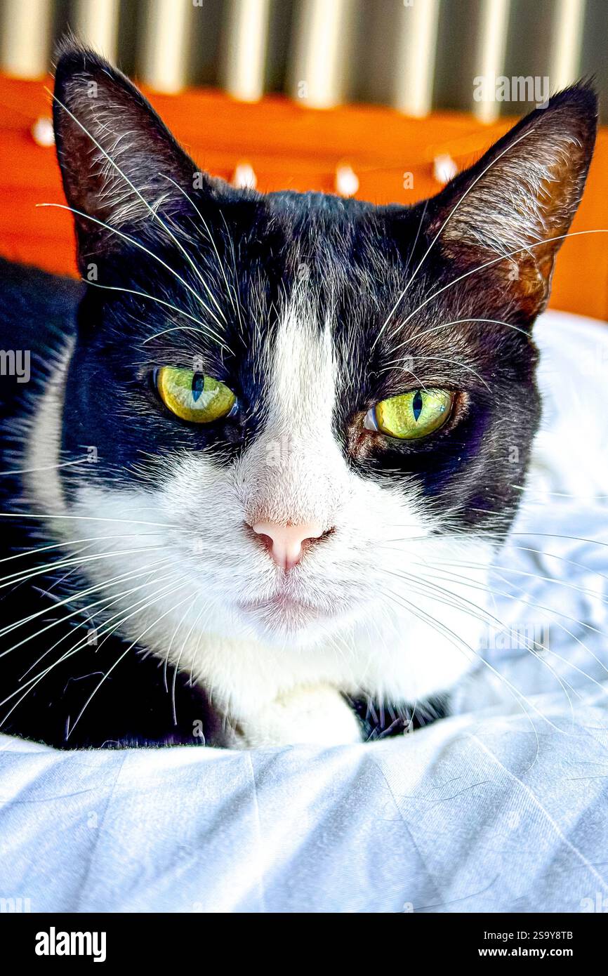 Schwarz-weiße Katze mit grünen Augen auf einem Bett Ein Nahaufnahme-Porträt einer schwarz-weißen Katze mit auffälligen grünen Augen, die bequem auf einem Bett liegt. Der so - Smartphone-aufgenommenes Stockfoto