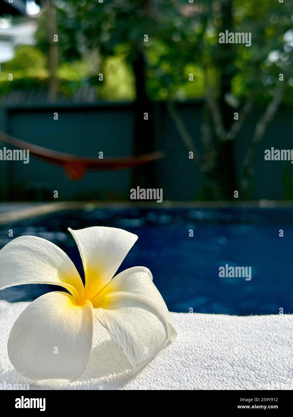 Tropische Blume am Pool Eine unberührte weiße tropische Blume auf einem weichen Handtuch, mit einem verschwommenen Hintergrund eines Swimmingpools und üppigem Grün. - Smartphone-aufgenommenes Stockfoto