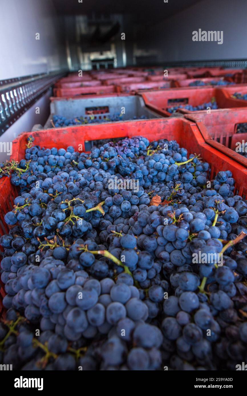 FRANKREICH. HAUTE-CORSE ((2B) BORGO. GENOSSENSCHAFT UVAL (UNION DES VIGNERONS ASSOCIES DU LEVANT) Stockfoto