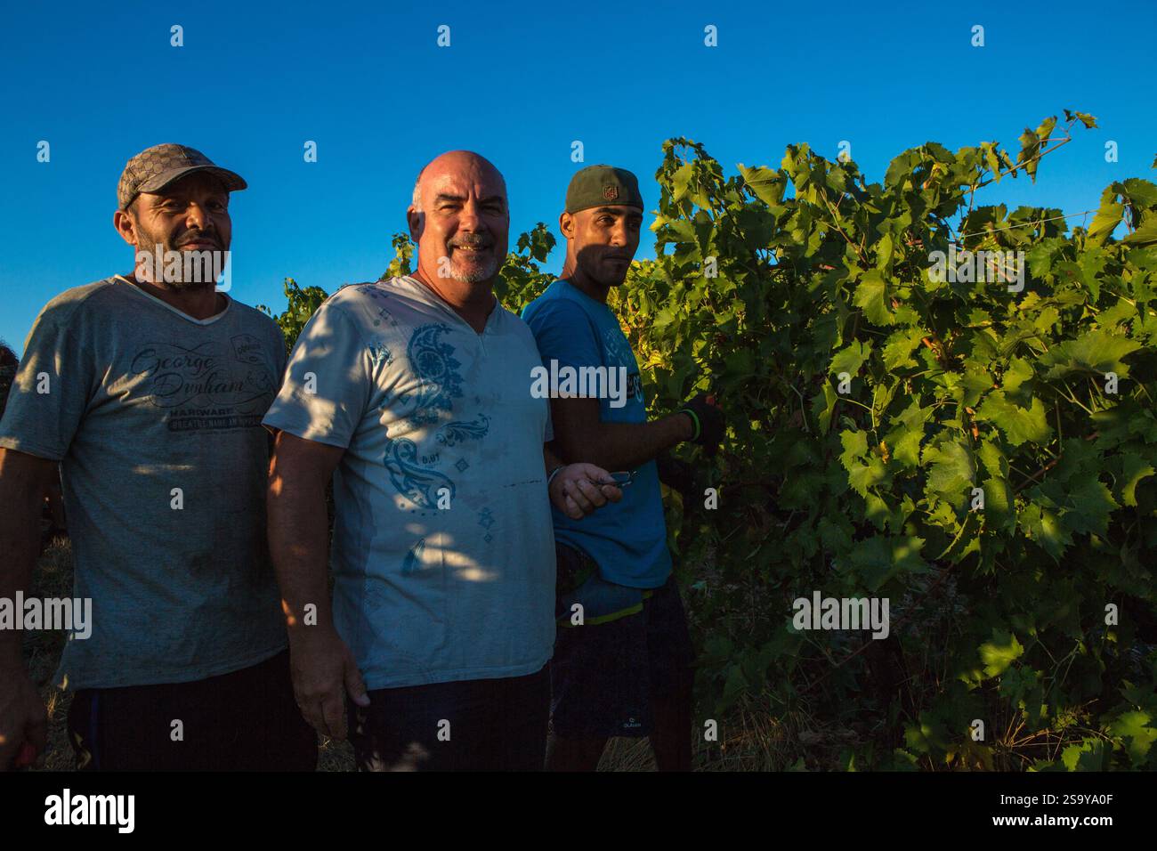 FRANKREICH. HAUTE-CORSE ((2B) BORGO. GENOSSENSCHAFT UVAL (UNION DES VIGNERONS ASSOCIES DU LEVANT). ERNTE Stockfoto