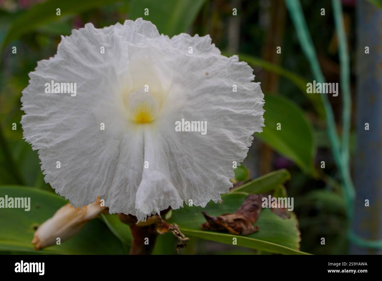 Nahaufnahme einer zarten weißen Costusblume mit einem leuchtend gelben Zentrum, umgeben von üppig grünen Blättern. Stockfoto