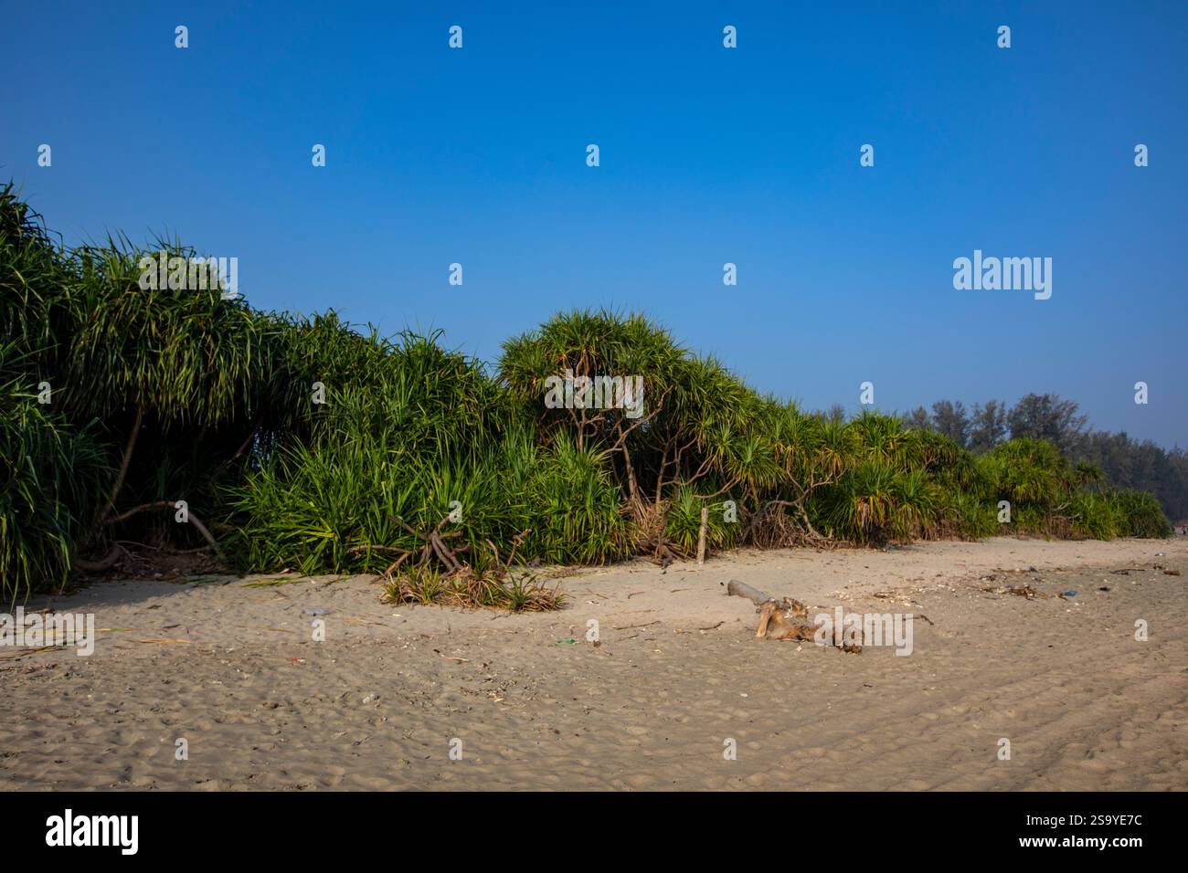 Keya, auch bekannt als duftende Schraubenkiefer (Pandanus odoriferous, Familie: Pandanaceae), wächst entlang der Küste von Saint Martin's Island, der einzigen Koralleninsel Stockfoto