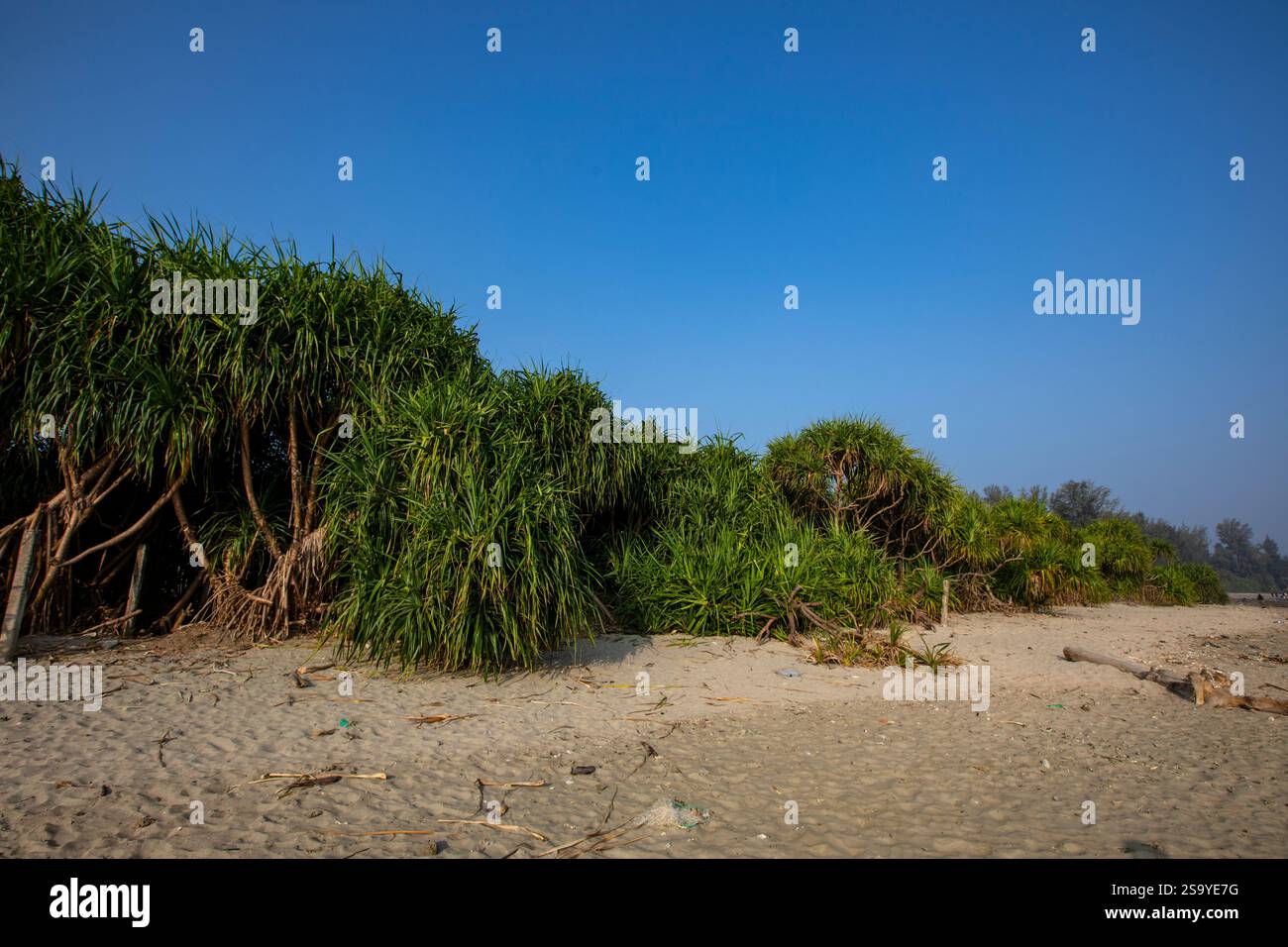 Keya, auch bekannt als duftende Schraubenkiefer (Pandanus odoriferous, Familie: Pandanaceae), wächst entlang der Küste von Saint Martin's Island, der einzigen Koralleninsel Stockfoto