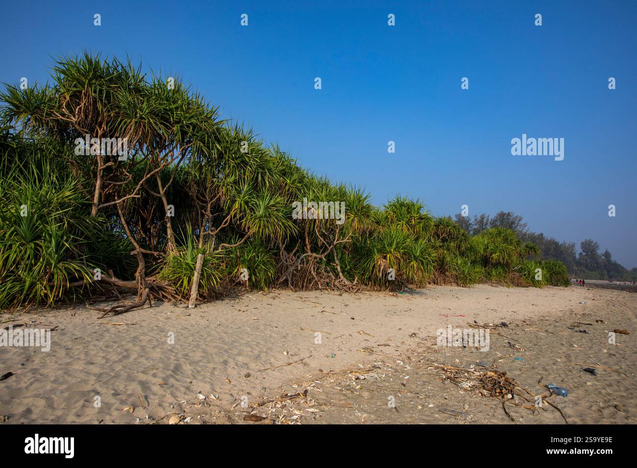 Keya, auch bekannt als duftende Schraubenkiefer (Pandanus odoriferous, Familie: Pandanaceae), wächst entlang der Küste von Saint Martin's Island, der einzigen Koralleninsel Stockfoto