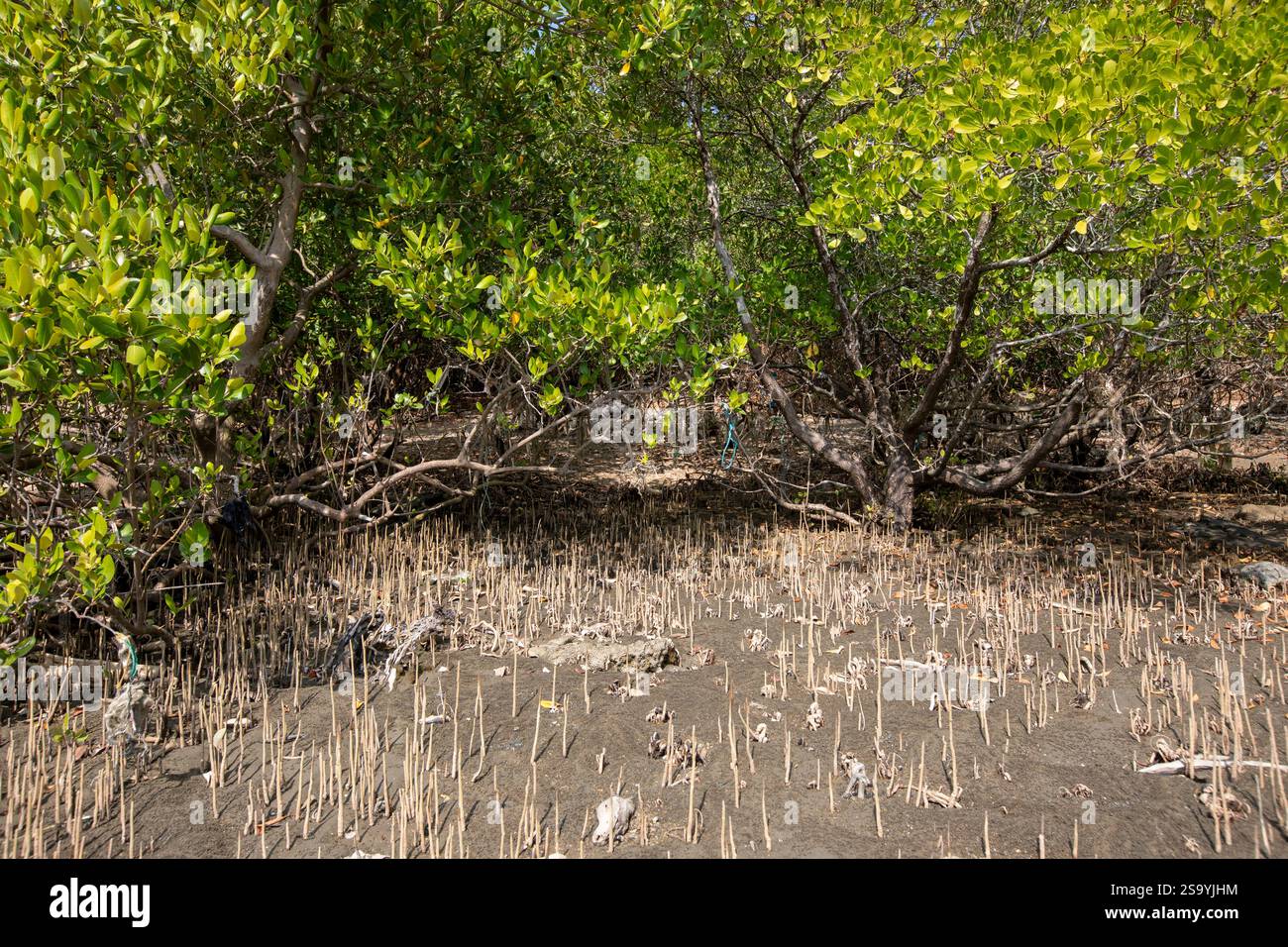 Ein neu gebildeter Mangrovenwald im südlichen Teil der Insel Saint Martin, der einzigen Koralleninsel in Bangladesch, in der Bucht von Bengalen Stockfoto