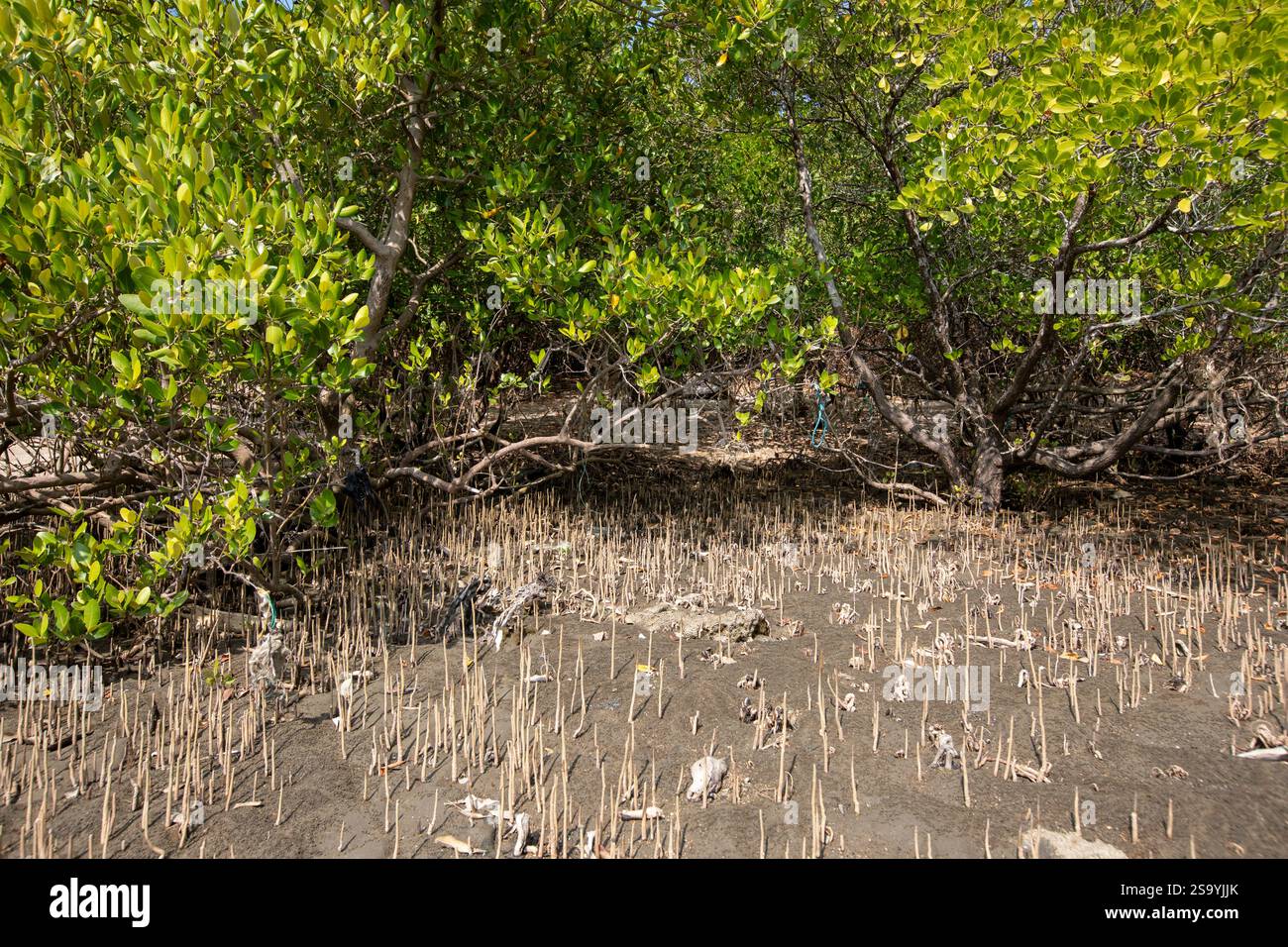 Ein neu gebildeter Mangrovenwald im südlichen Teil der Insel Saint Martin, der einzigen Koralleninsel in Bangladesch, in der Bucht von Bengalen Stockfoto