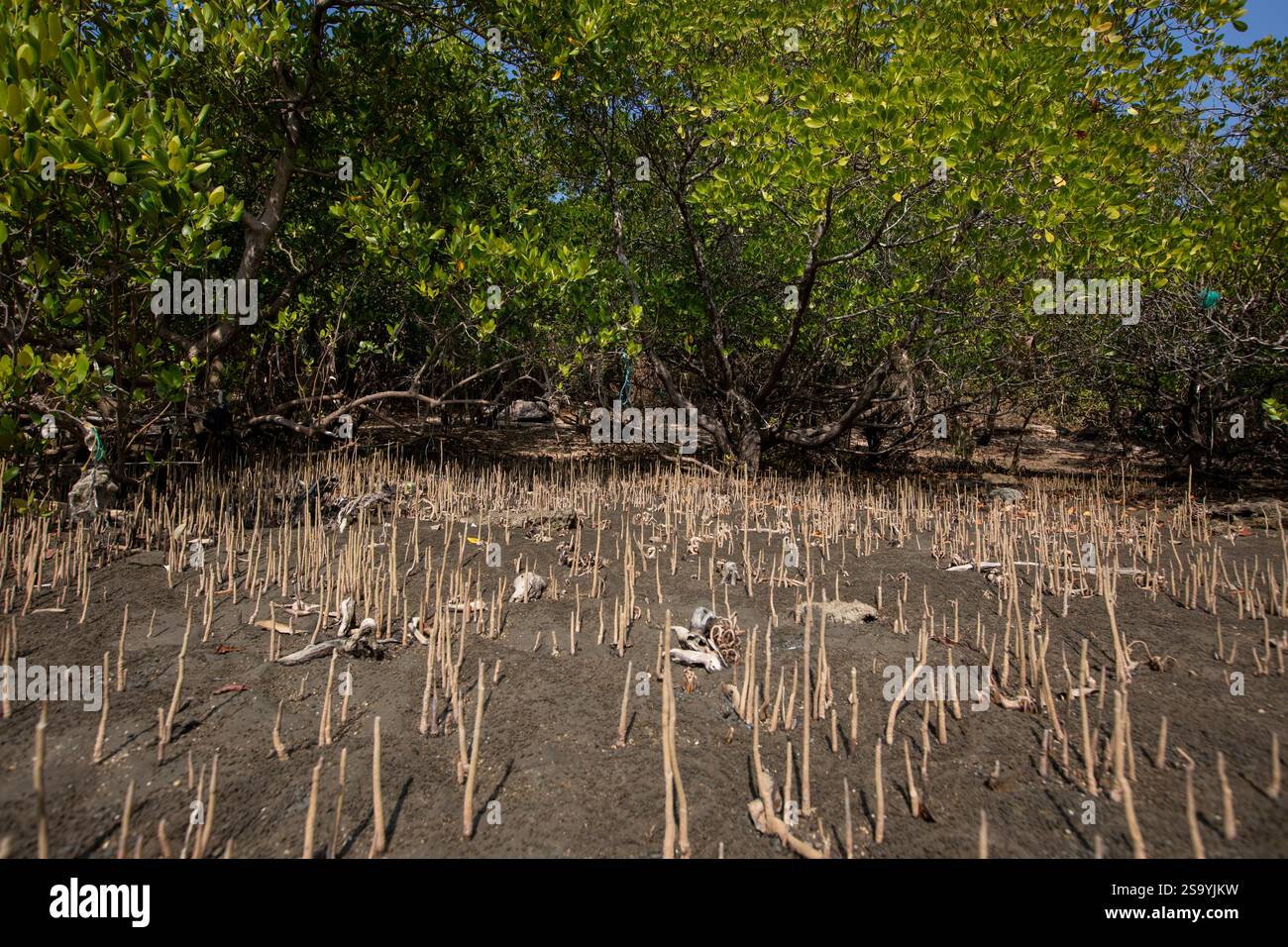 Ein neu gebildeter Mangrovenwald im südlichen Teil der Insel Saint Martin, der einzigen Koralleninsel in Bangladesch, in der Bucht von Bengalen Stockfoto
