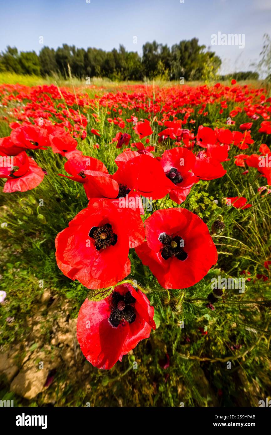 Eine große Wiese mit blühenden roten Mohnblumen (Papaveraceae), einige Bäume in der Ferne. Stockfoto