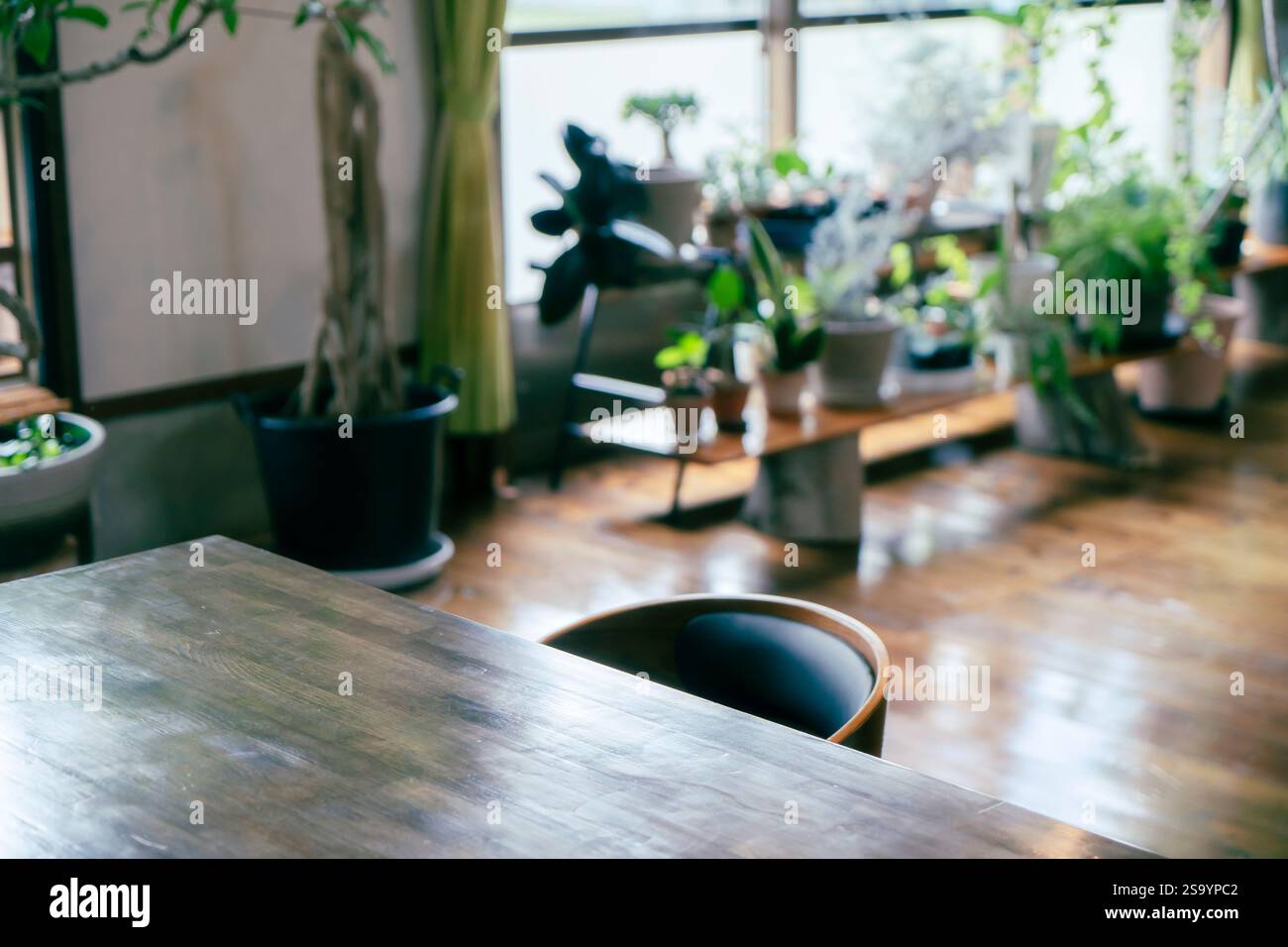 Stilvoller Raum mit Zimmerpflanzen Stockfoto