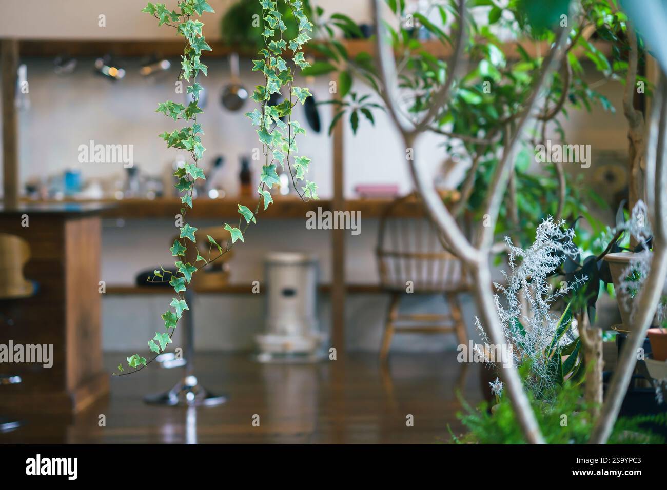 Stilvoller Raum mit Zimmerpflanzen Stockfoto