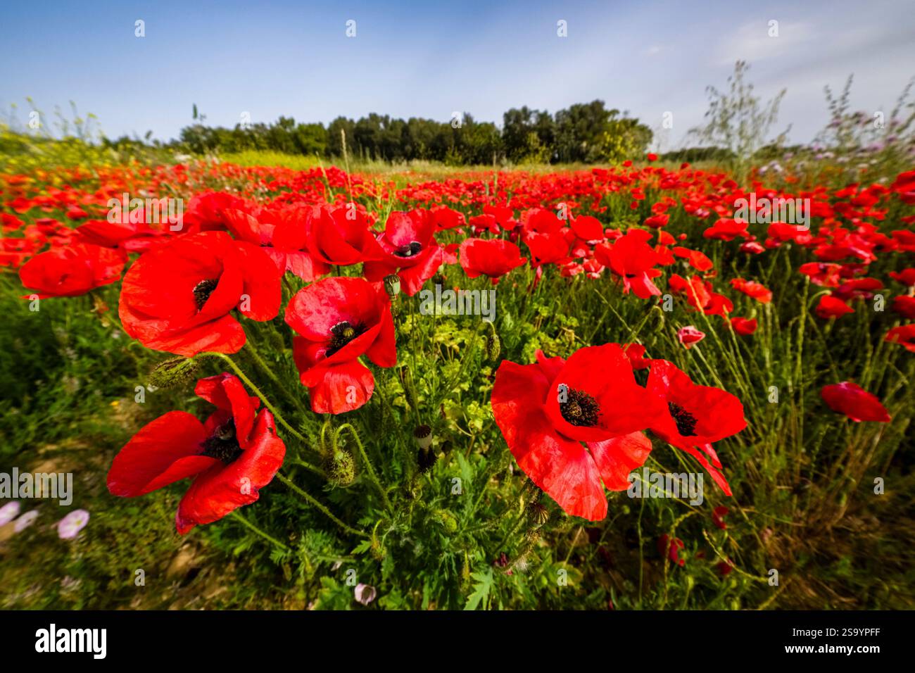 Eine große Wiese mit blühenden roten Mohnblumen (Papaveraceae), einige Bäume in der Ferne. Stockfoto