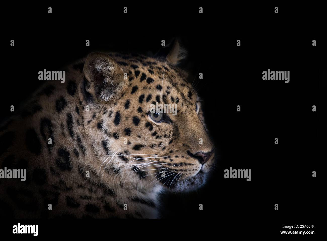 Adulter amur-Leopard, Panthera pardus orientalis, isoliert auf schwarzem Hintergrund. Eine der seltensten Wildkatzen der Welt, die vom Aussterben bedroht ist Stockfoto