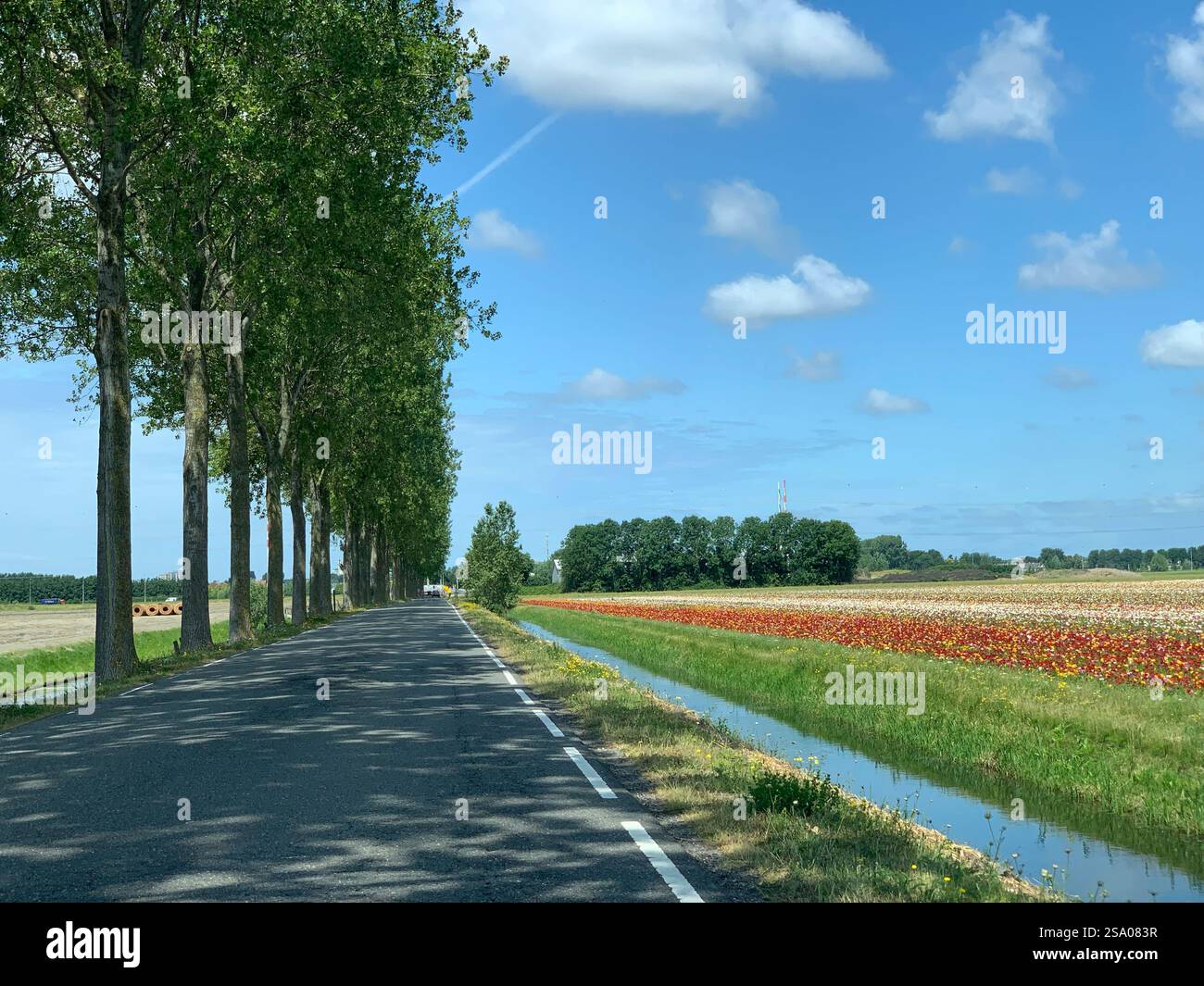 Dutch Country Road mit Tulpenfeldern in der Nähe von Amsterdam Stockfoto