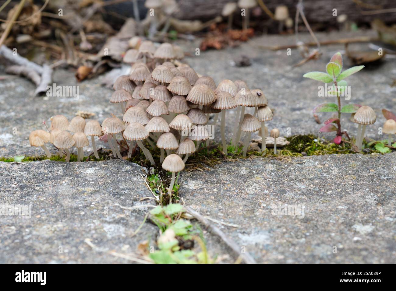 Draub Bonnet Mycena aetites wächst im Herbst in einem englischen Garten, Großbritannien. Stockfoto