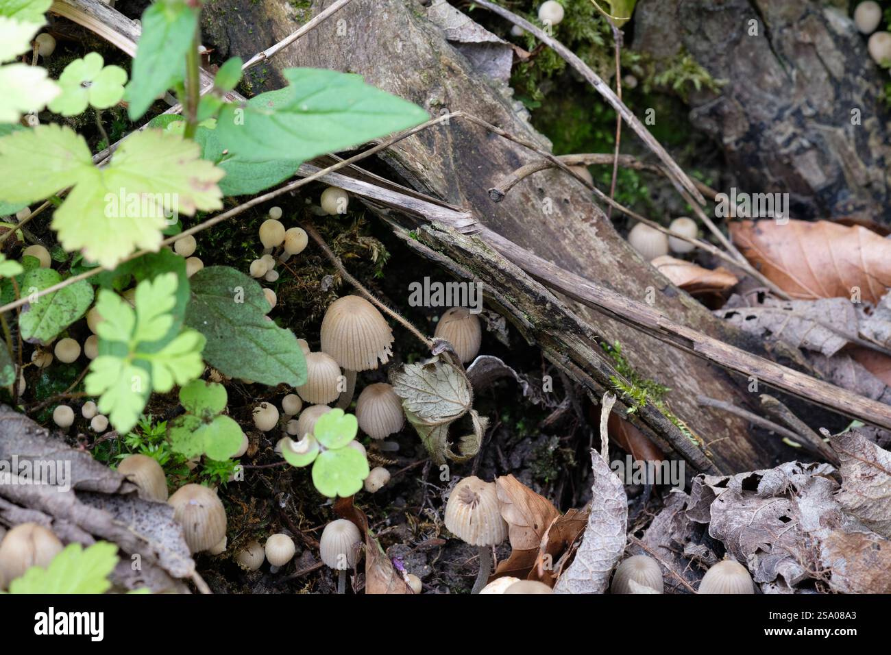 Draub Bonnet Mycena aetites wächst im Herbst in einem englischen Garten, Großbritannien. Stockfoto