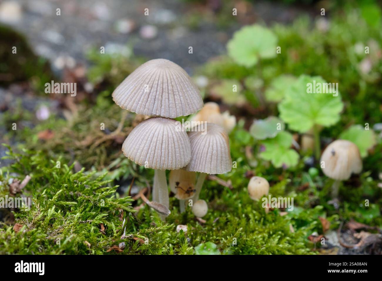Draub Bonnet Mycena aetites wächst im Herbst in einem englischen Garten, Großbritannien. Stockfoto