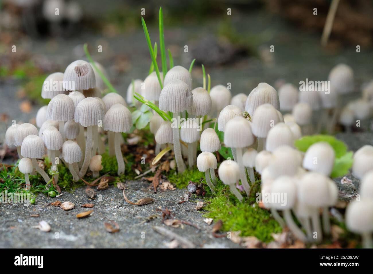 Draub Bonnet Mycena aetites wächst im Herbst in einem englischen Garten, Großbritannien. Stockfoto