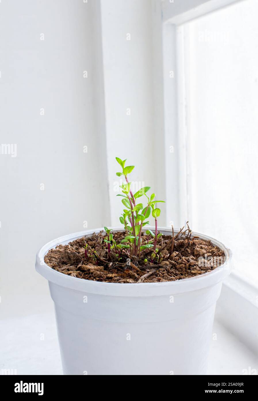 Minze wächst in einem stilvollen weißen Topf, dekoriert das Interieur, auf der Fensterbank als Zierpflanze, und schafft eine umweltfreundliche Atmosphäre zu Hause Stockfoto