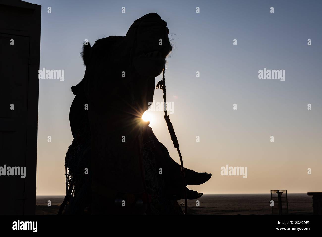 Hintergrundbild des isolierten Kamels in der weißen Salzwüste mit Sonnenfackeln am Morgen wird im weißen rann gujrat india von Dhordo kutch aufgenommen. Stockfoto